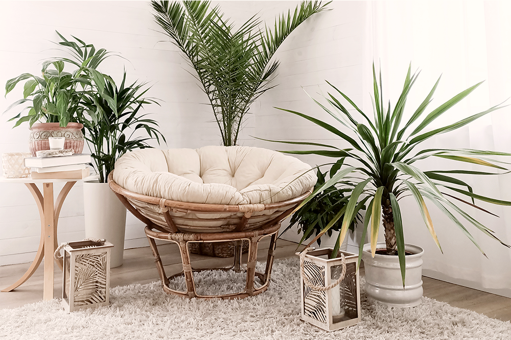 collection of various houseplants assymetrical design