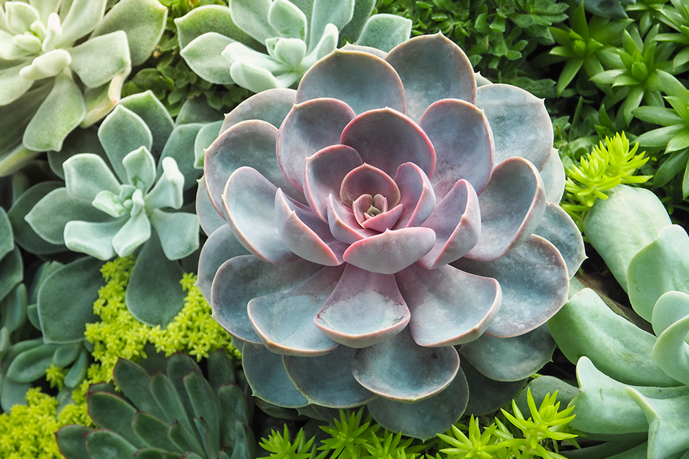 colorful echeveria varieties plants for spring