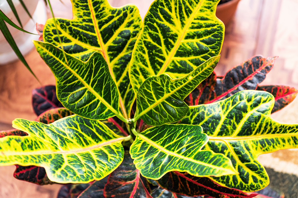 croton with bright yellow and red leaves colourful plant for spring