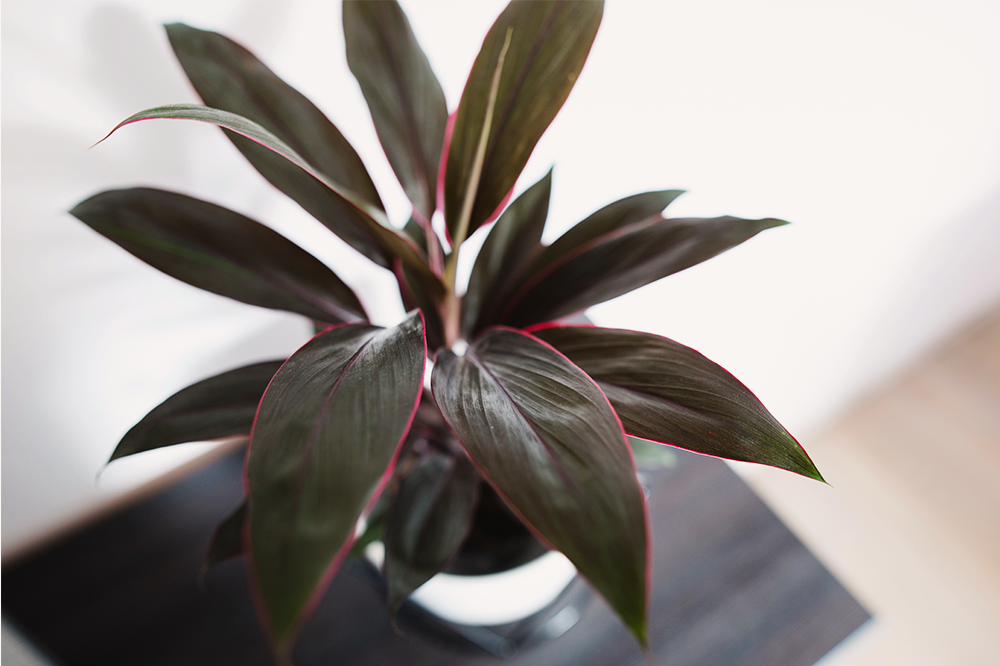 dark cordyline dim light houseplant