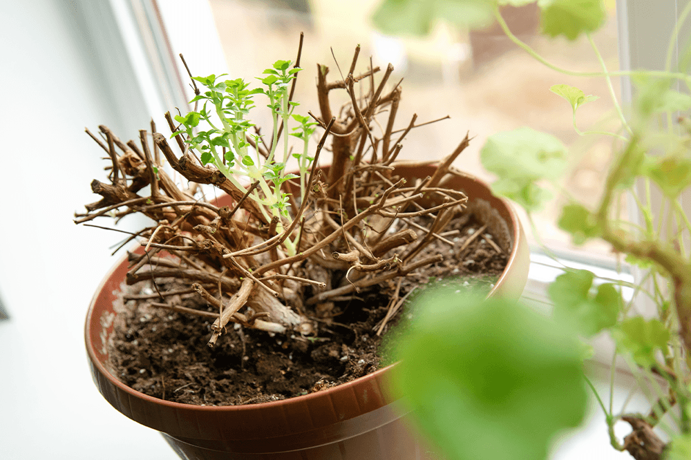 houseplant coming out of dormancy Plant Decor Shop