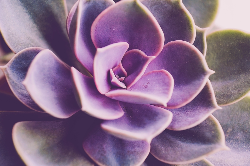 purple echeveria perle von nurnberg