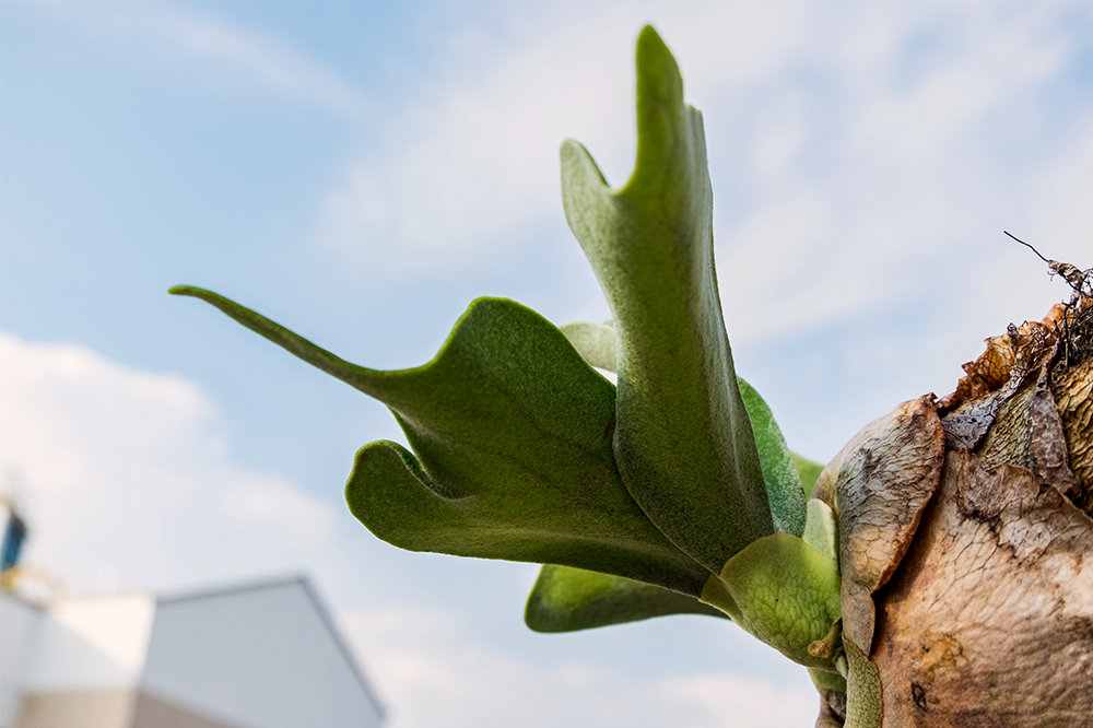 epiphytic staghorn fern