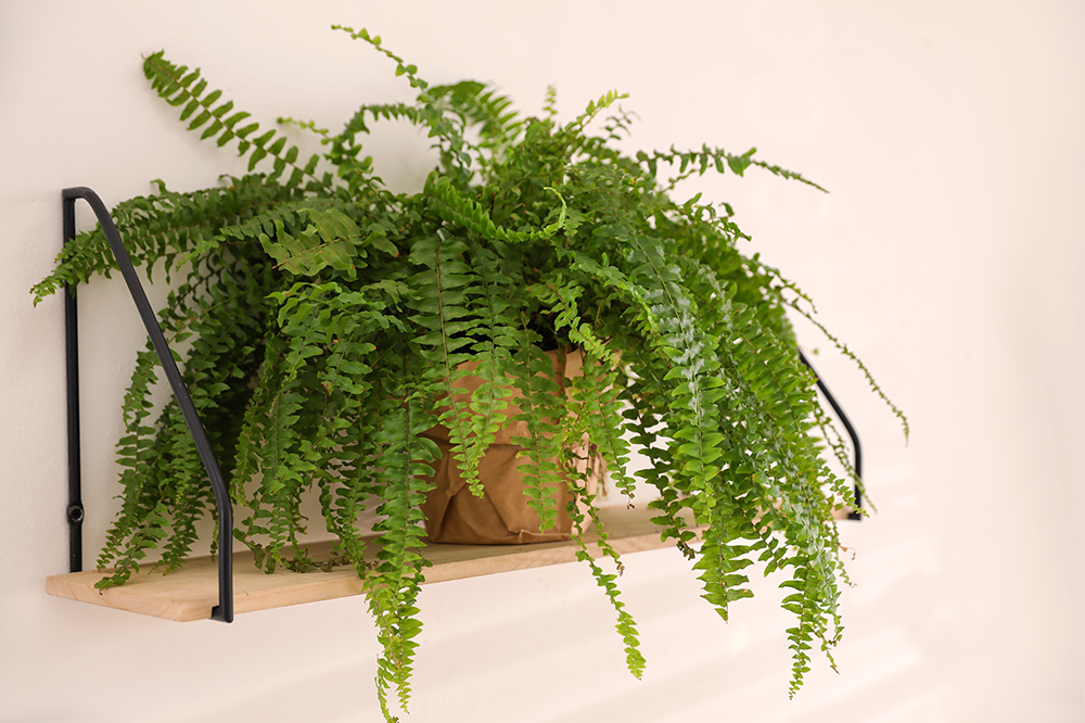 boston fern