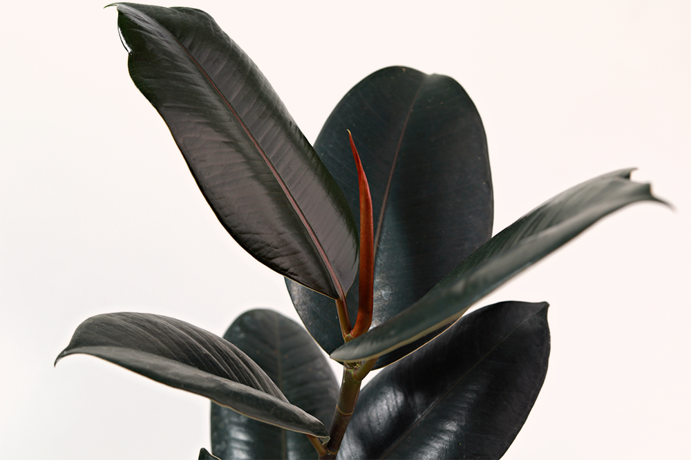 ficus decora burgundy