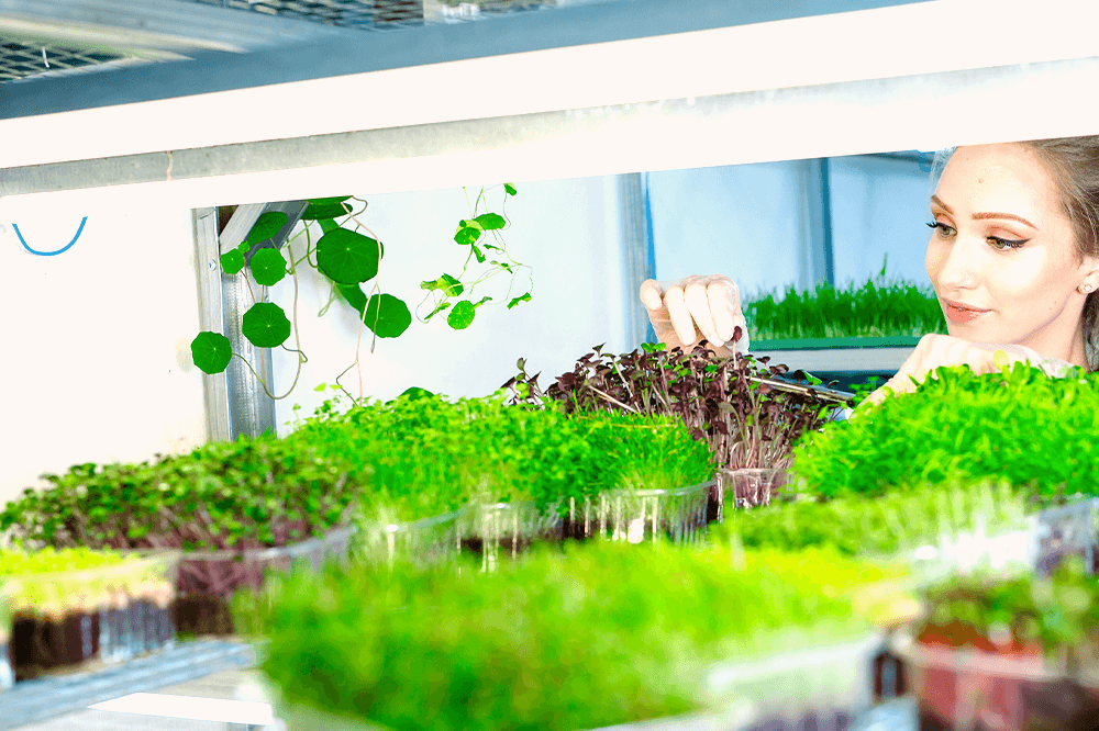 woman harvesting microgreens