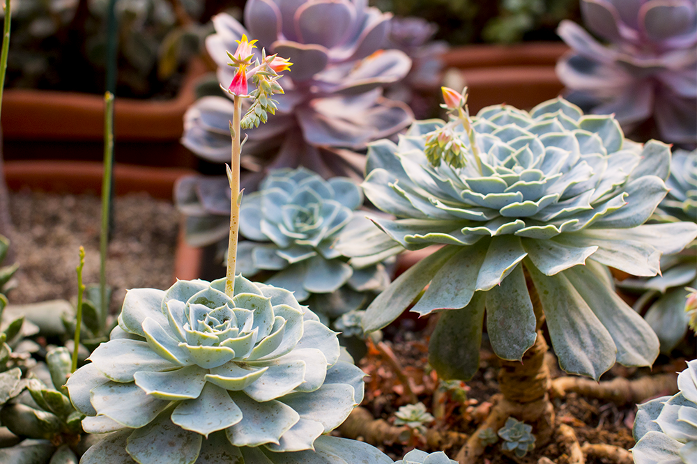 flowering echeveria succulent