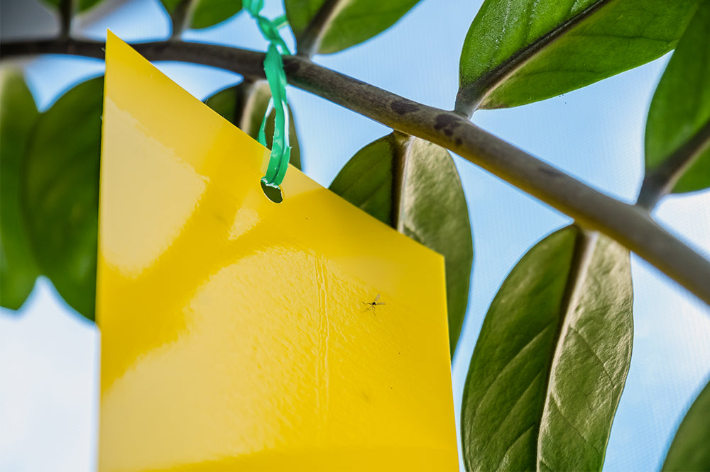 zz plant with sticky trap and fungus gnat