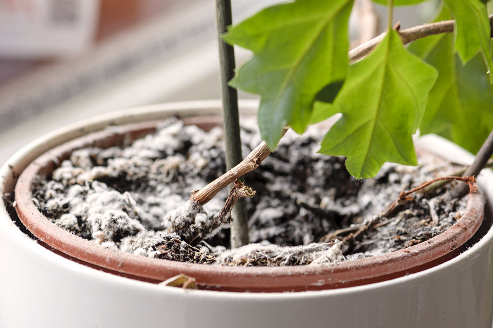 fungus in houseplant soil