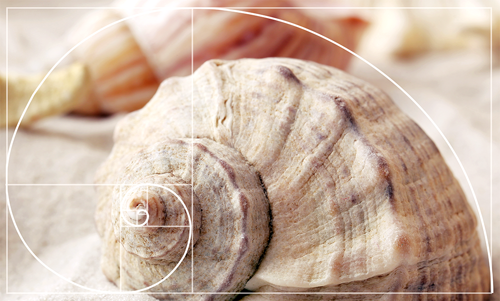 golden ratio on shelll fibonacci pattern