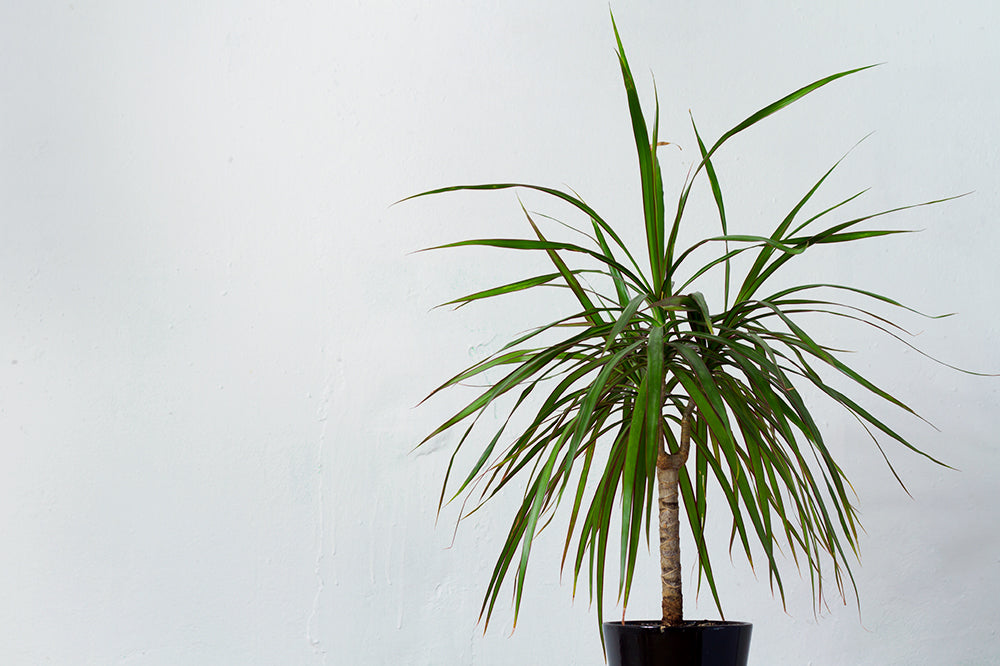 green dracaena dim light houseplant