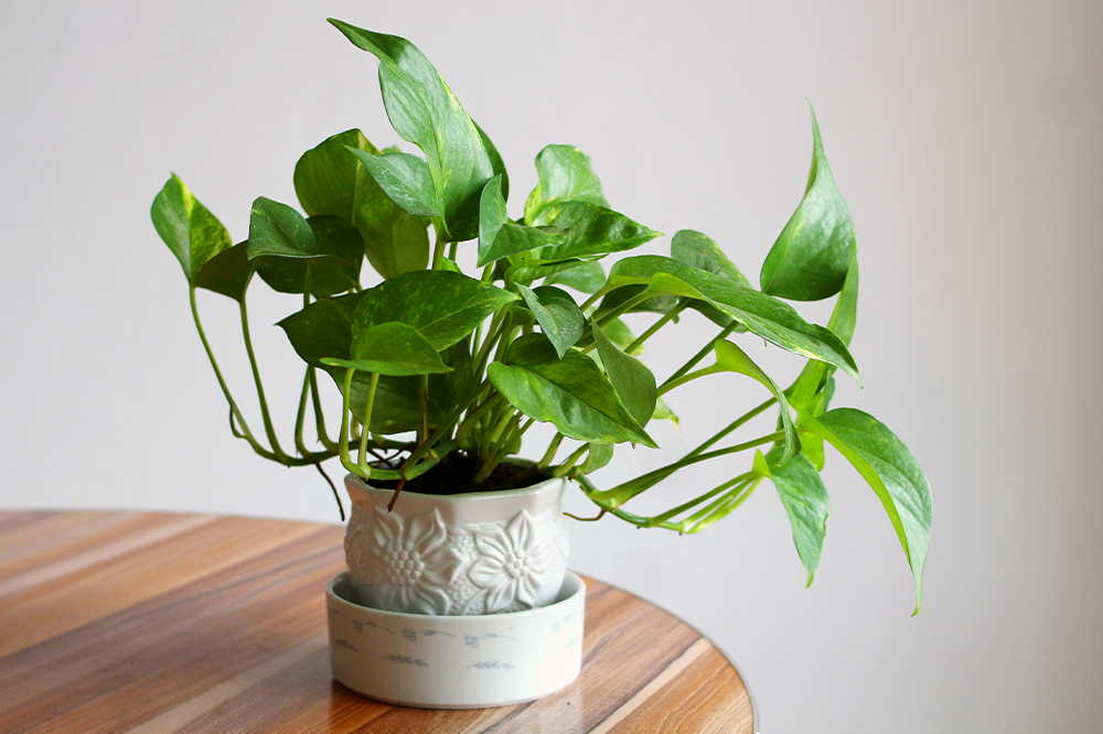 green queen pothos