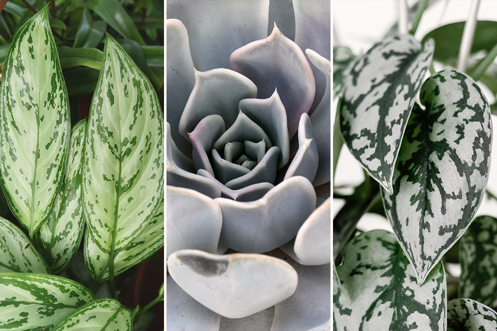 ultimate gray pantone color 2021 plants