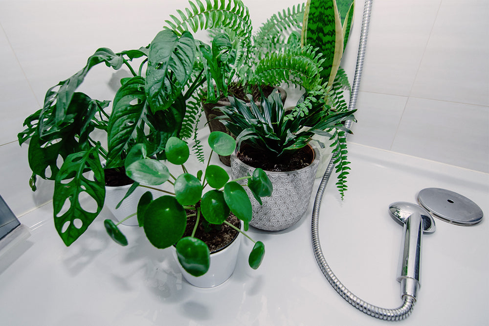 cluster of houseplants in shower