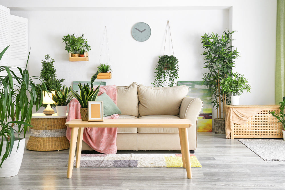 houseplants on floating shelves