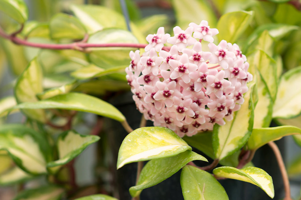 hoya carnosa flowering plant