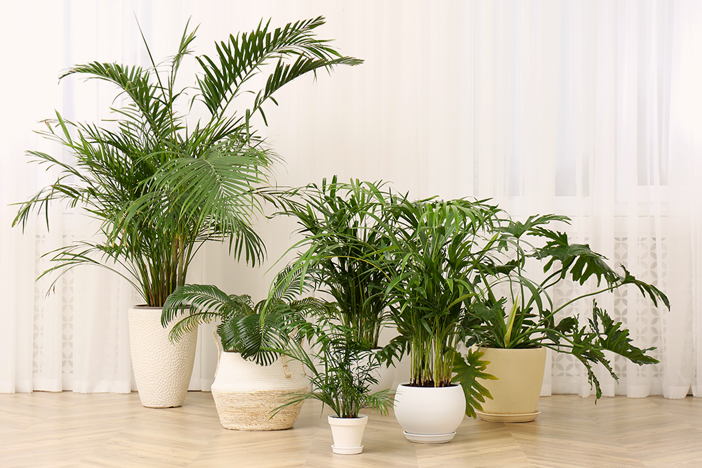 huddle of houseplants palms philodendron