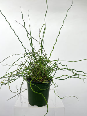 4" Juncus Spiral - Plant Decor Shop