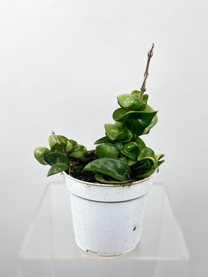 4" Hoya Hindu Rope - Plant Decor Shop - Hindu Rope Plant