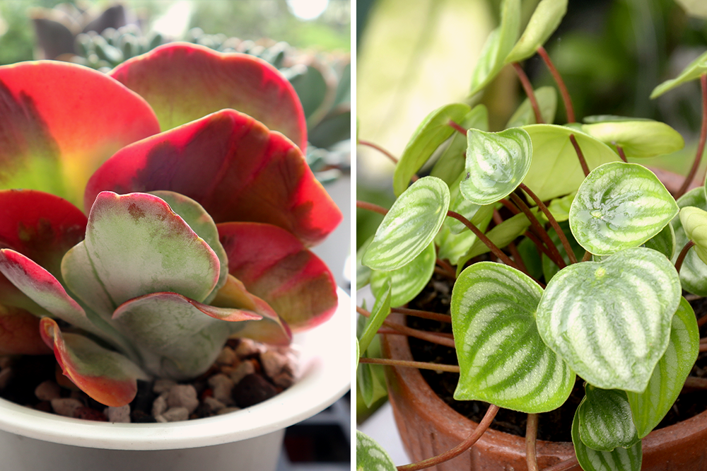 kalanchoe flapjack peperomia watermelon red and green hues