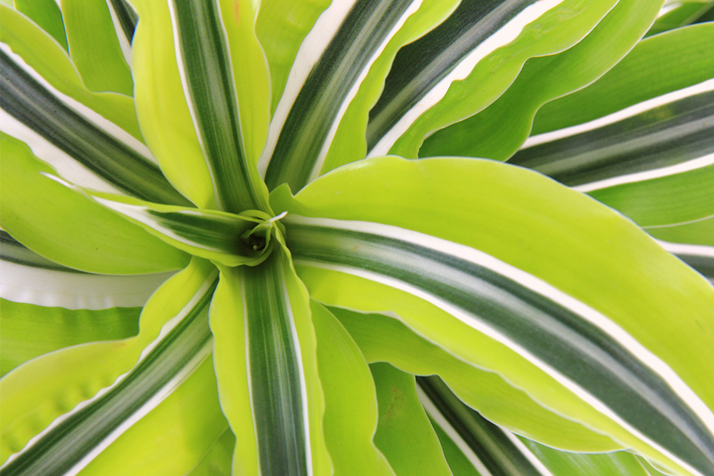 lime green variegated dracaena colourful plant for spring