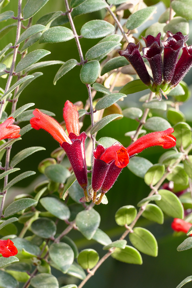 lipstick plant