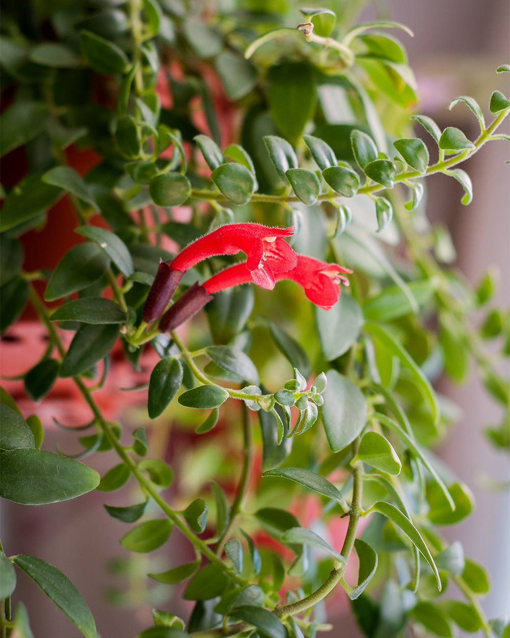 lipstick plant red flowers