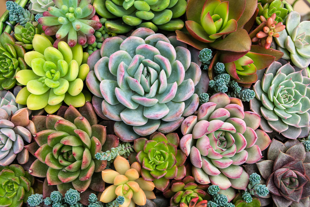 living art project ideas succulent arrangement