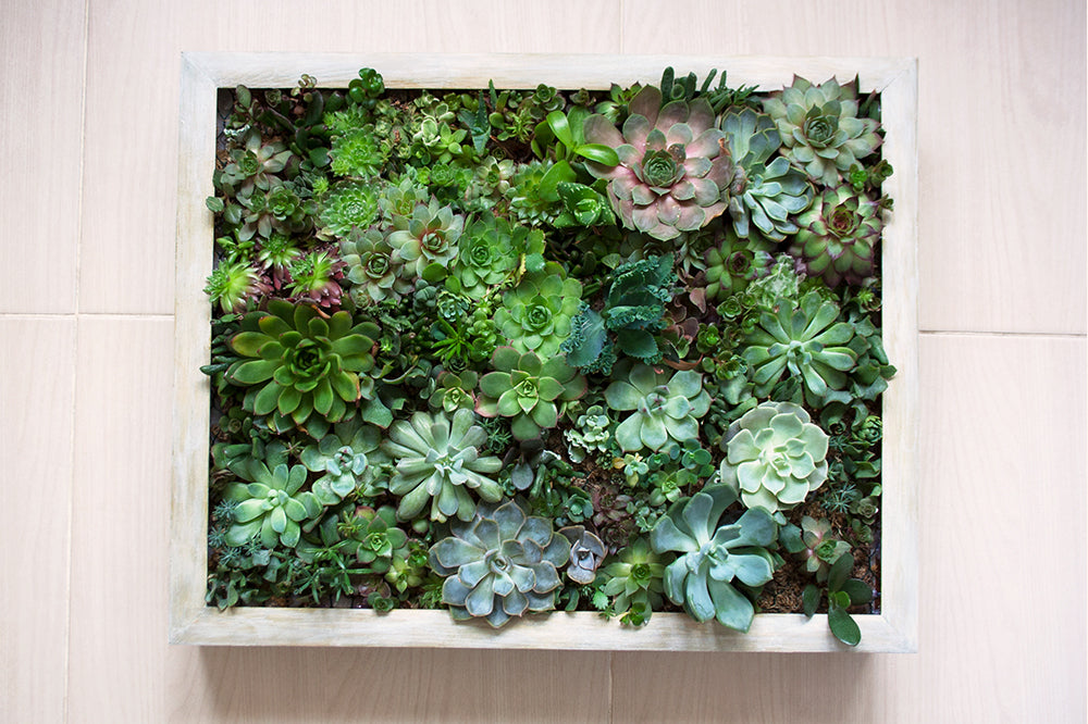 living art project ideas succulent frame