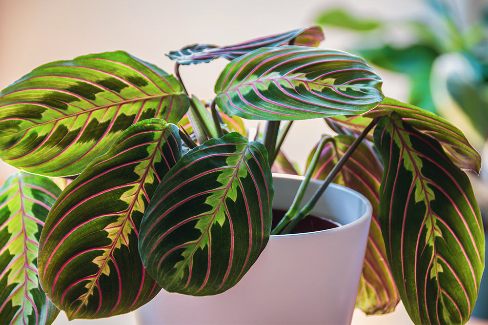 maranta plant with red stripes colourful plant for spring