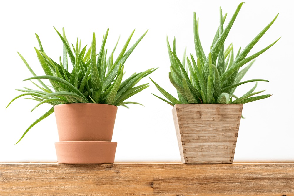 Plant decor shop mini aloe plants