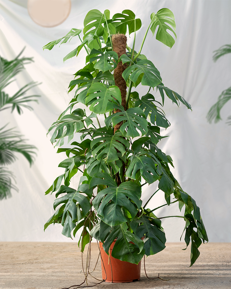 monstera on moss pole