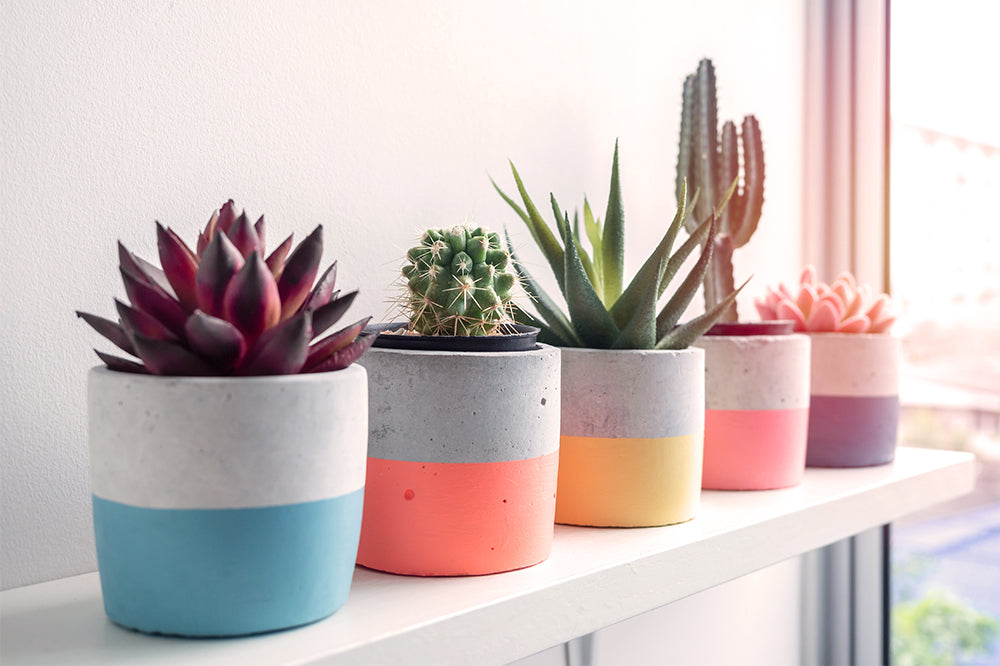painted pots with succulents and cacti holiday gift