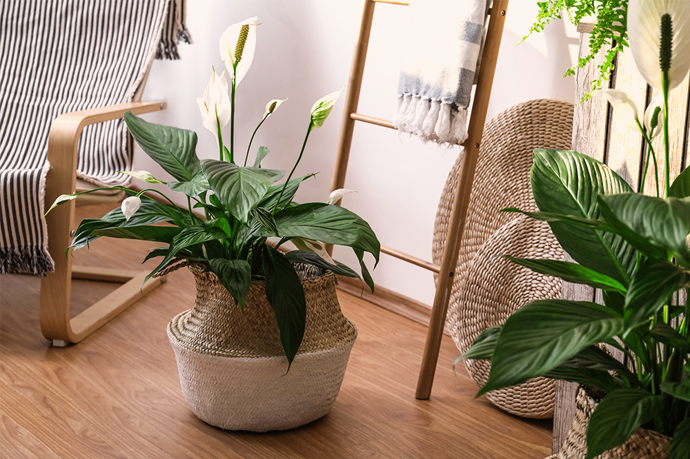 peace lily with woven pot cover