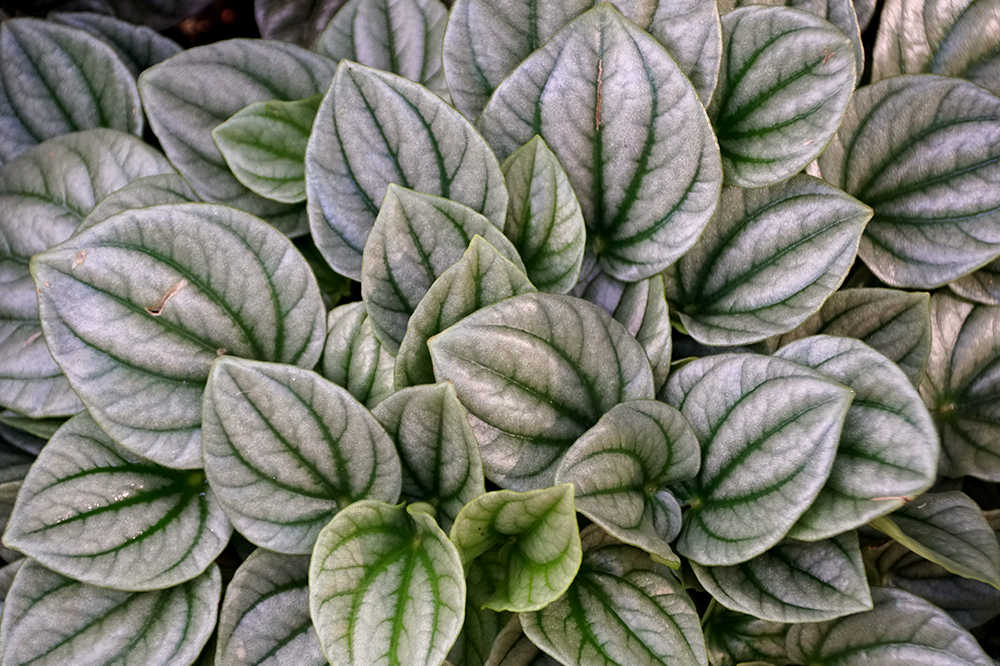 peperomia silver frost houseplant