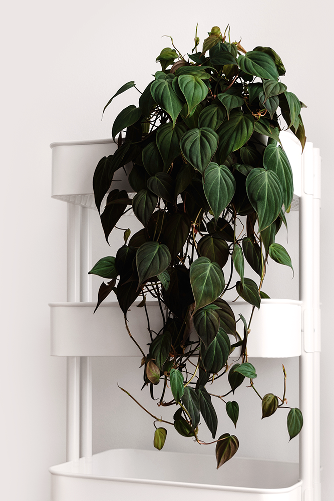 philodendron