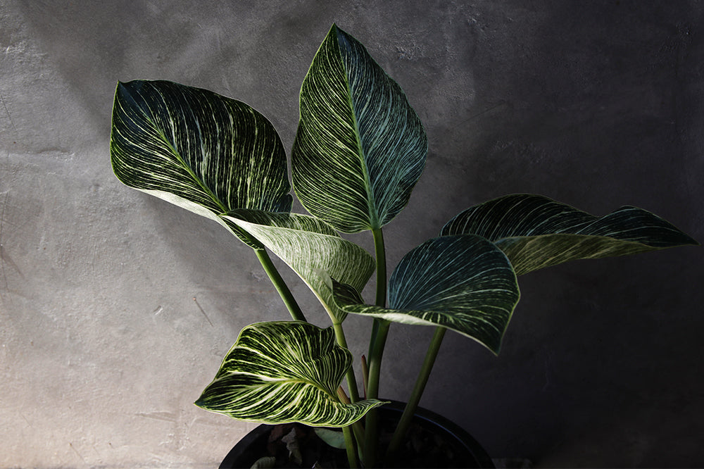 philodendron birkin