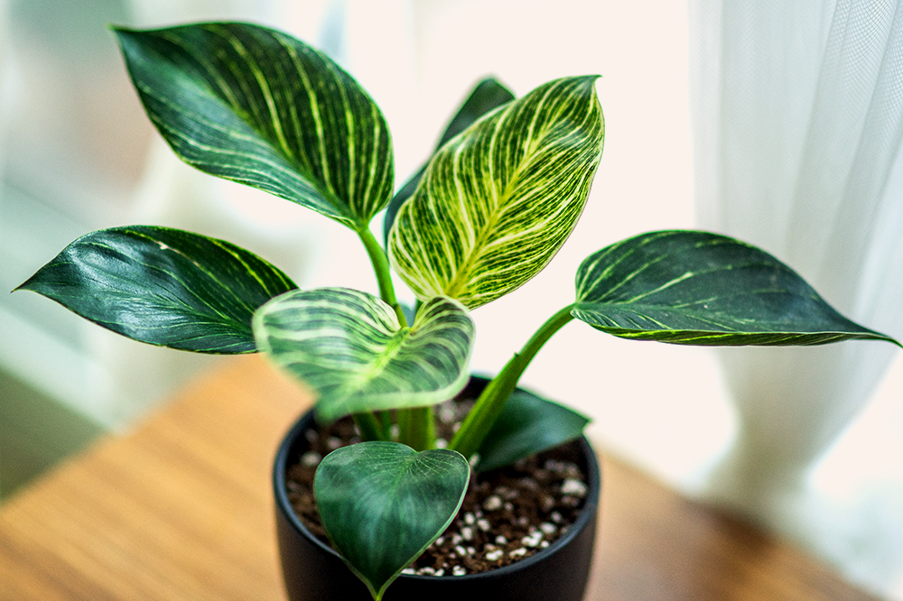 philodendron birkin