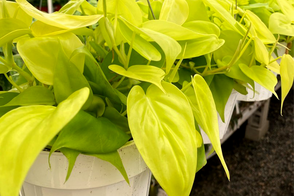 philodendron cordatum neon