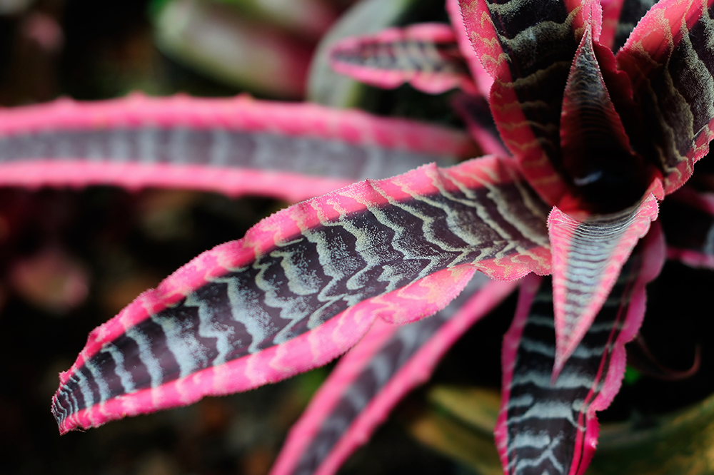 pink cryptanthus colourful plant for spring