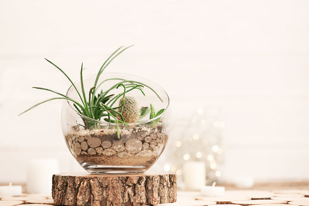 plant centerpieces