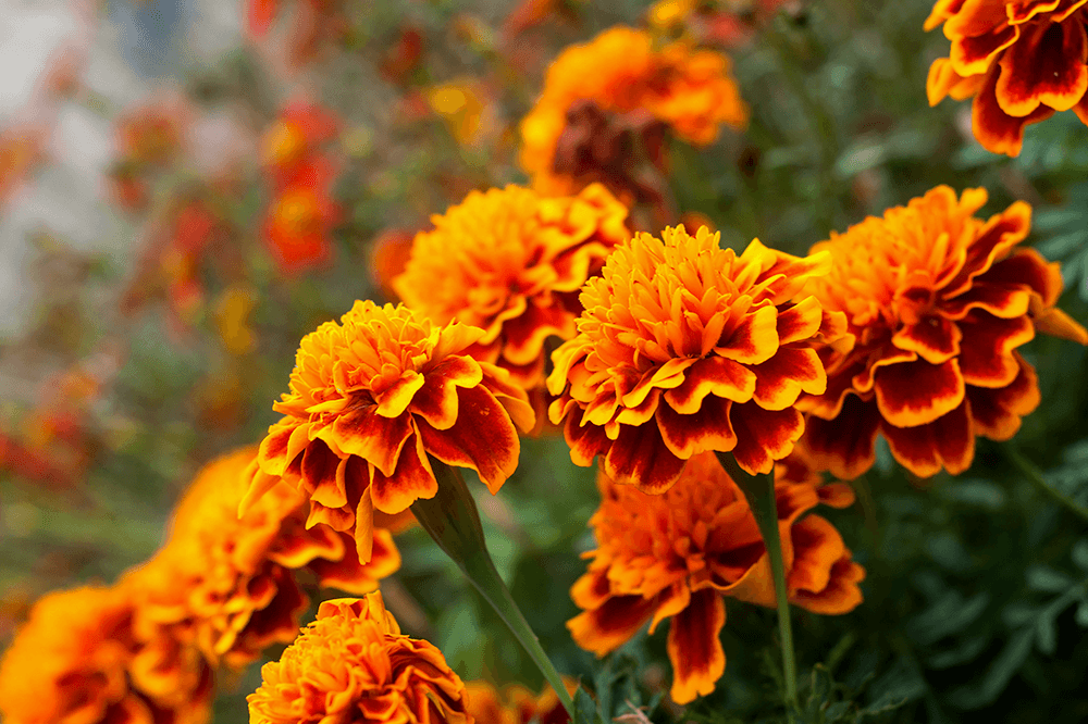 plant decor shop marigold flowers
