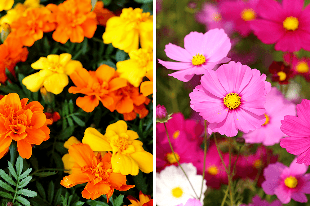 Plant decor shop marigold and cosmo flowers