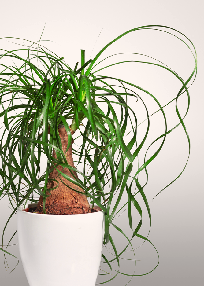 ponytail palm