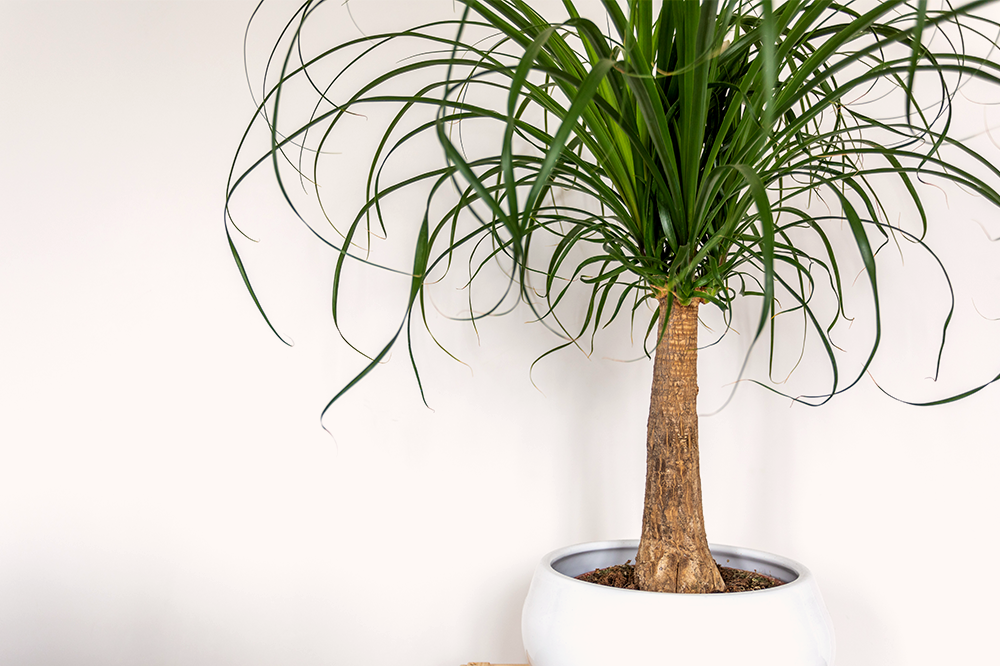 ponytail palm houseplant