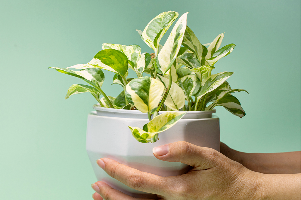 pothos n joy summer trailing plant