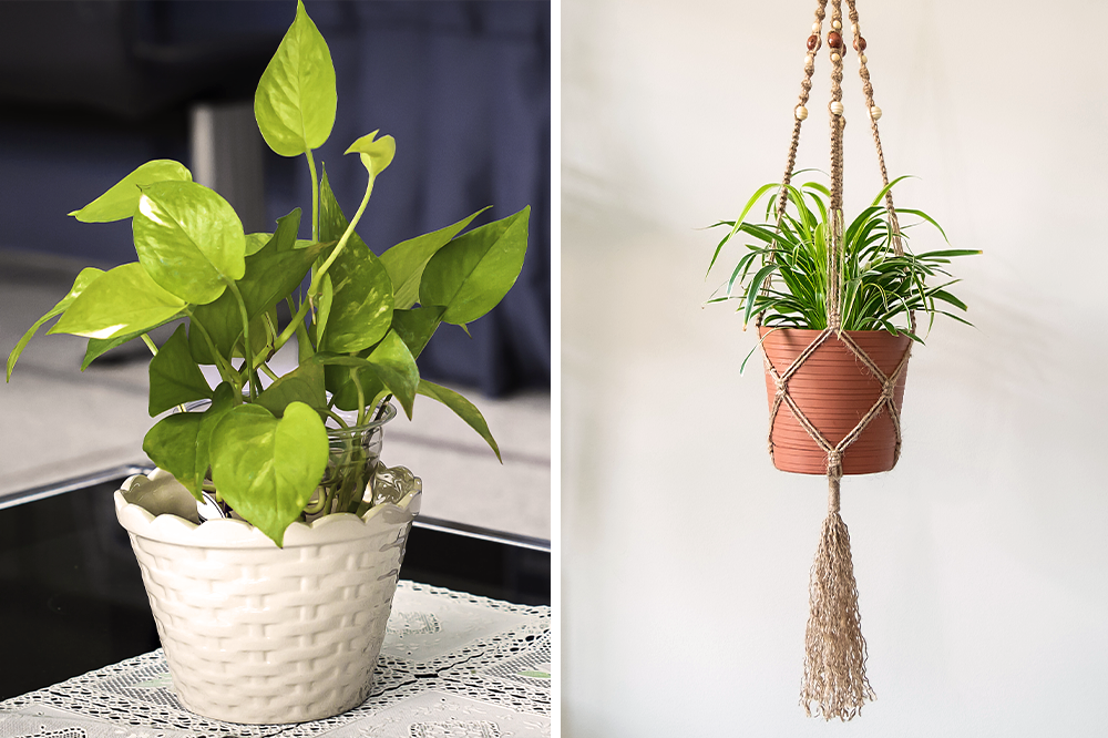 pothos & spider plant