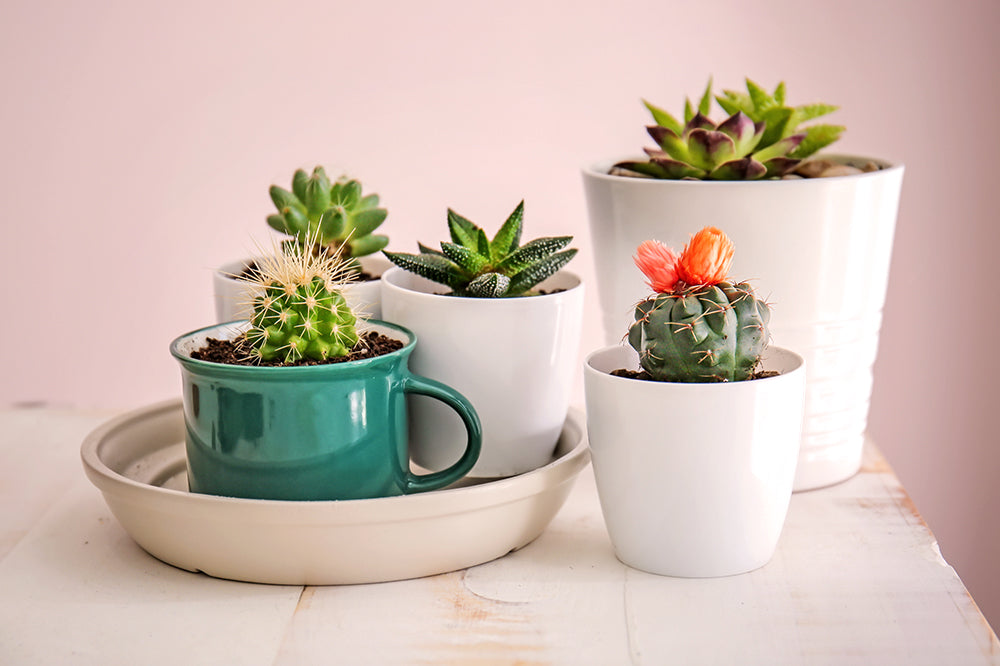 potted succulents