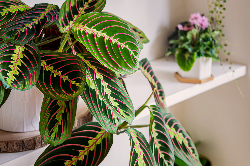 prayer plant maranta leuconara plant for bathroom