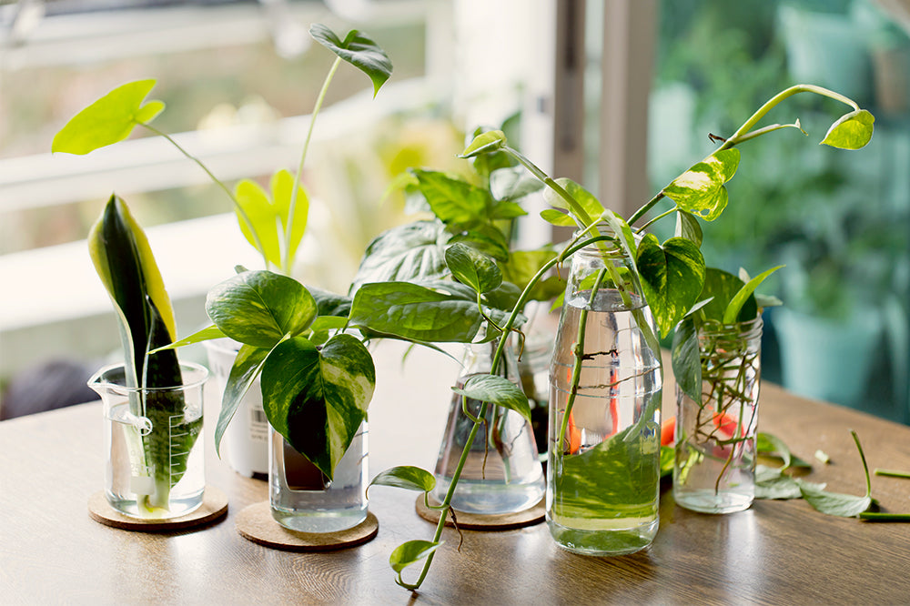 propagation station in beakers